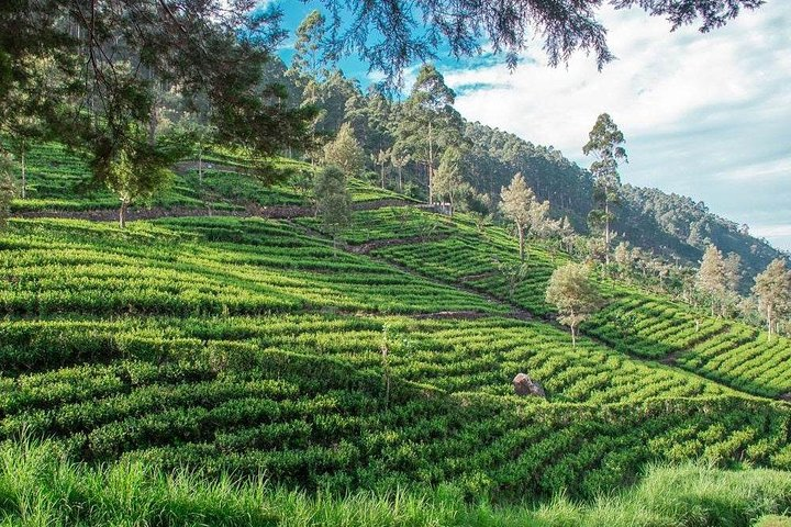 Glamour Of Sri Lanka | 7 Days - Photo 1 of 23